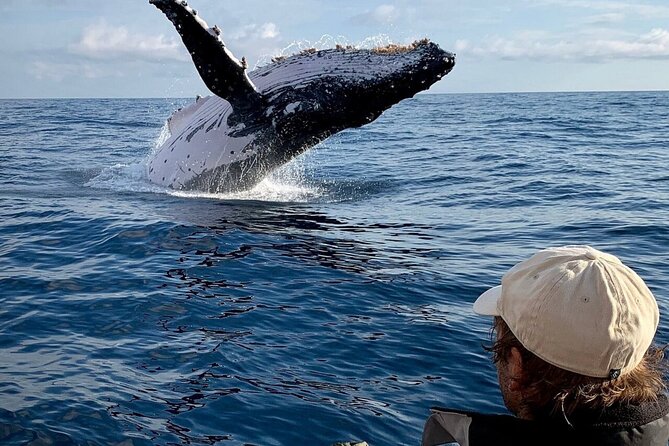 Swim with Whales in Gold Coast - Practical booking advice for Southport