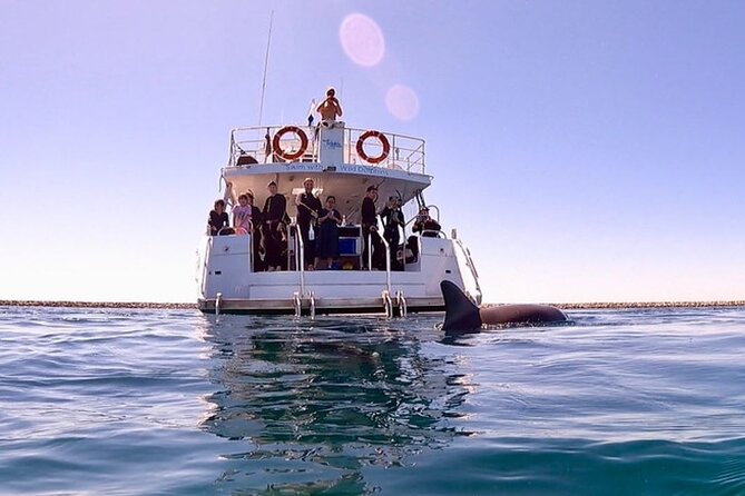 Swim with Wild Dolphins Day Tour - Key points before you book