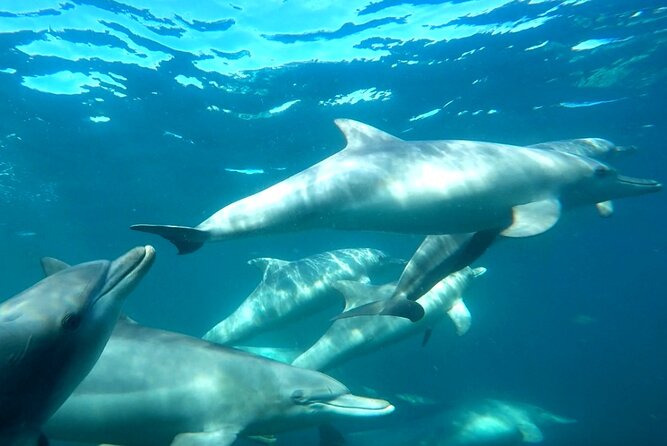 Swim with Wild Dolphins Day Tour - Boarding the custom-built dolphin boat