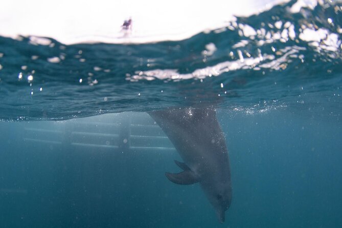 Swim with Wild Dolphins Day Tour - How much time will you really spend swimming?