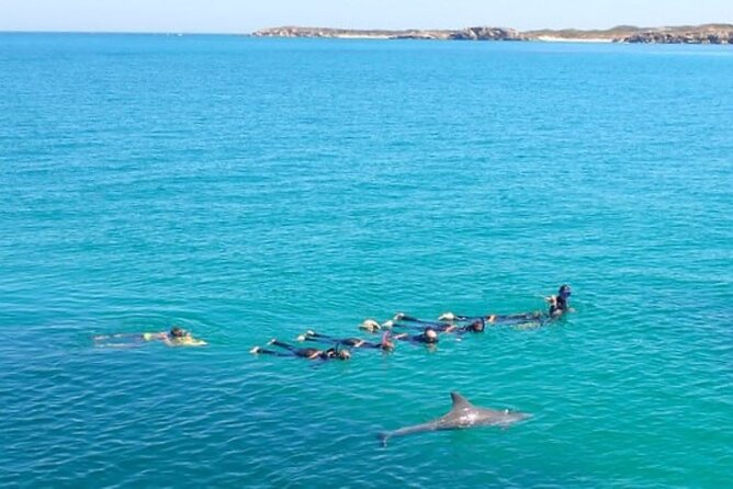 Swim with Wild Dolphins Day Tour - Is $214.46 good value?