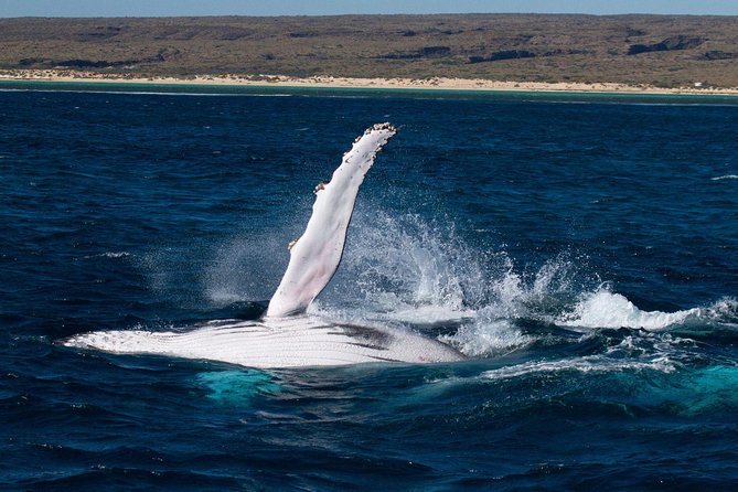 Swimming with the Whale Sharks - Ningaloo Reef (Exmouth) - Finding whale sharks from April to August