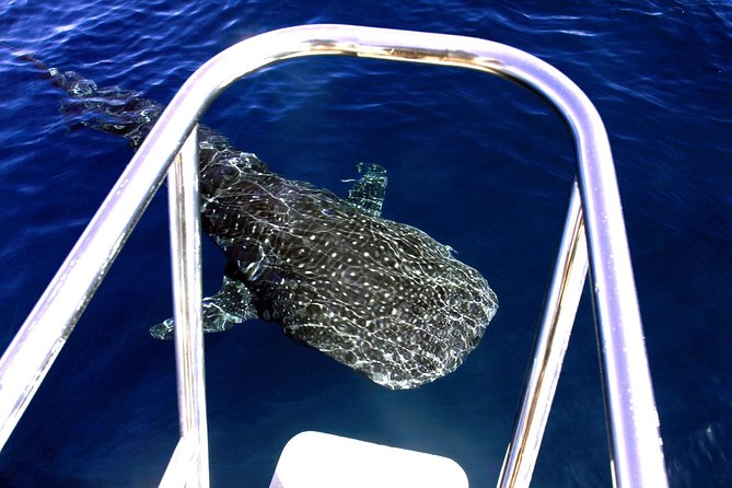 Swimming with the Whale Sharks - Ningaloo Reef (Exmouth) - Reef snorkeling beyond the large animals