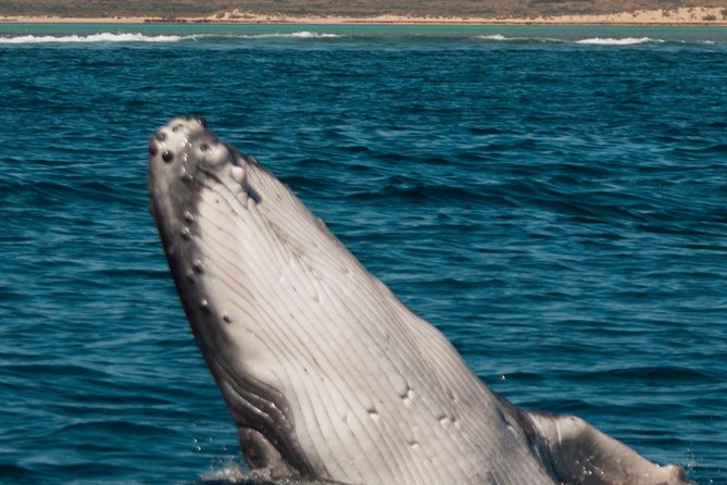 Swimming with the Whale Sharks - Ningaloo Reef (Exmouth) - Food, drinks, and the little comforts