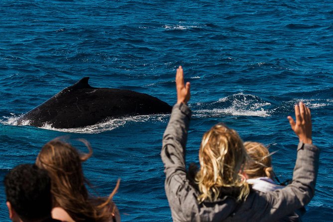 Swimming with the Whale Sharks - Ningaloo Reef (Exmouth) - How the crew shapes the day