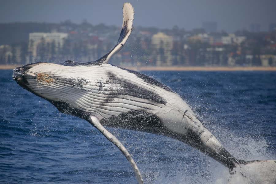 Sydney: 2-hour Express Whale Watching Cruise - Key points at a glance
