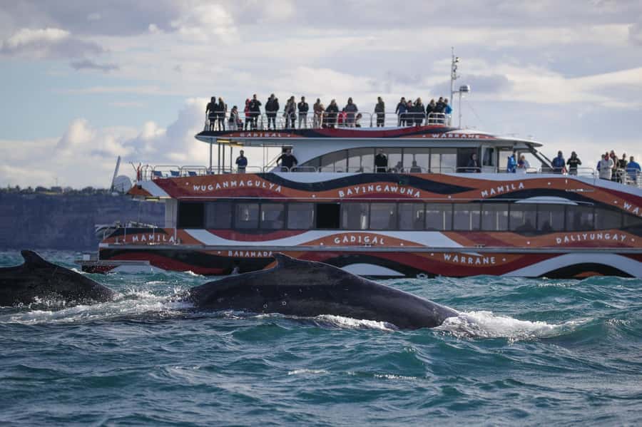Sydney: 2-hour Express Whale Watching Cruise - Why the 20-minute run to open ocean matters