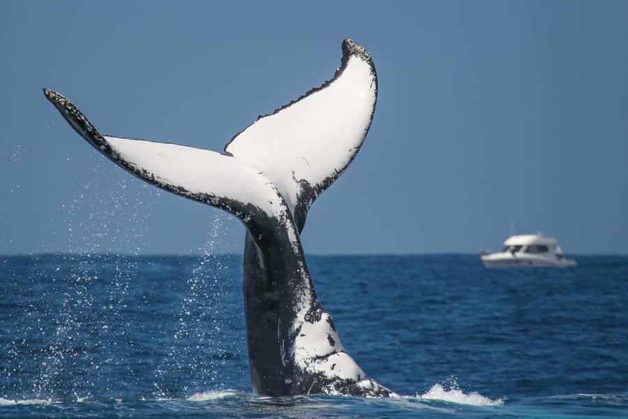 Sydney: 2-hour Express Whale Watching Cruise - The main whale-watching period
