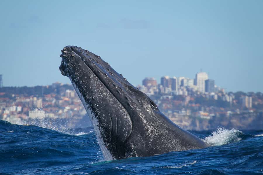 Sydney: 2-hour Express Whale Watching Cruise - Leaving Circular Quay with the harbor behind you