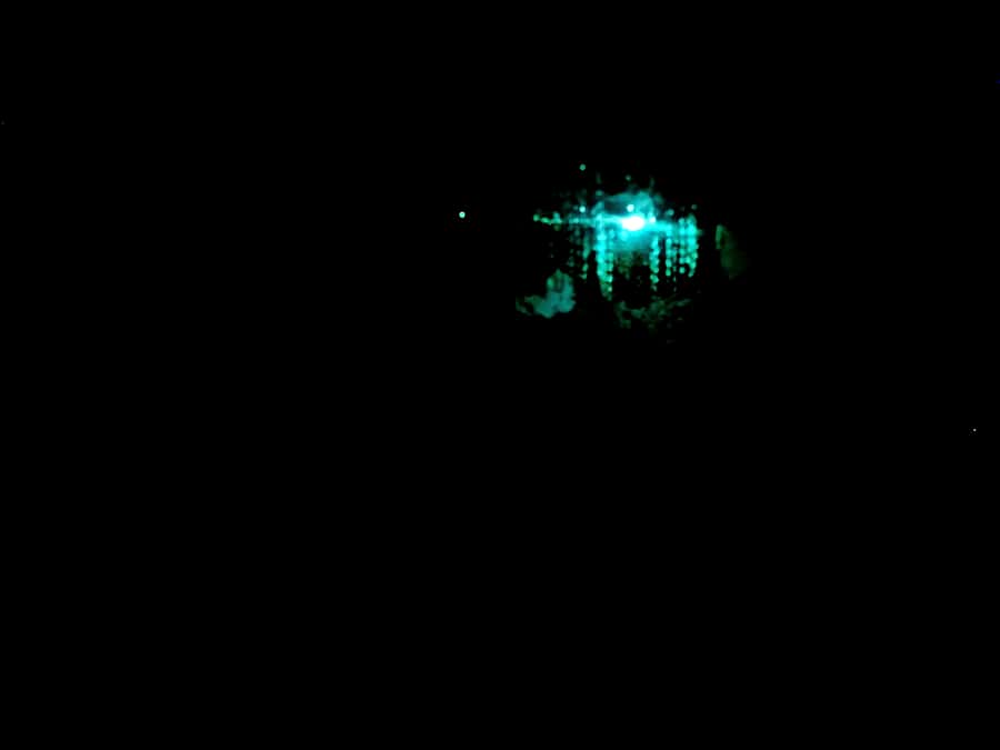 Sydney: Blue Mountains Glow Worms Wild Adventure by Night - Why a night in the Blue Mountains feels different