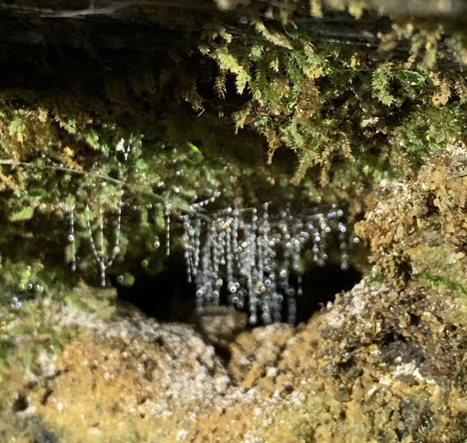 Sydney: Blue Mountains Glow Worms Wild Adventure by Night - The waterfall cave and its starry ceiling