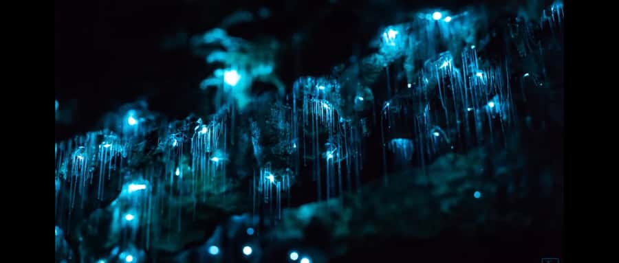Sydney: Blue Mountains Glow Worms Wild Adventure by Night - Sydney pickup in the black Toyota mini bus