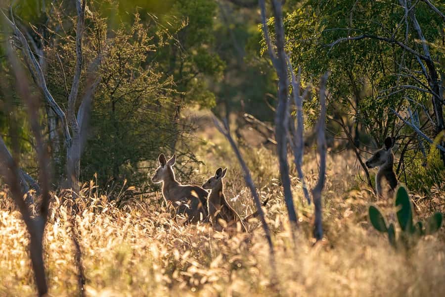 Sydney: Blue Mountains Kangaroos, Wilderness and Sunset Tour - Leura and Cliff Drive, a scenic introduction