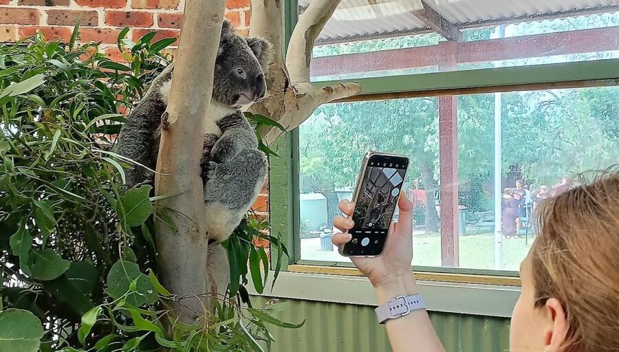 Sydney: Blue Mountains Late Start, Walks Waterfalls & Koalas - Lunch, dinner, and the value of the $196 price