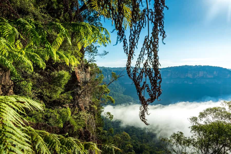 Sydney: Blue Mountains Late Start, Walks Waterfalls & Koalas - What the small group and guides add