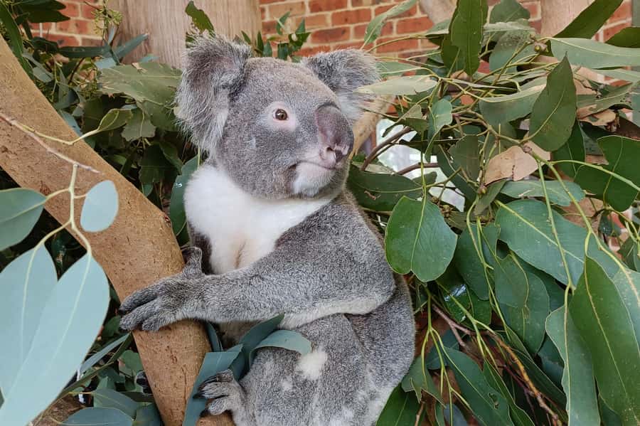 Sydney: Blue Mountains Late Start, Walks Waterfalls & Koalas - FAQ