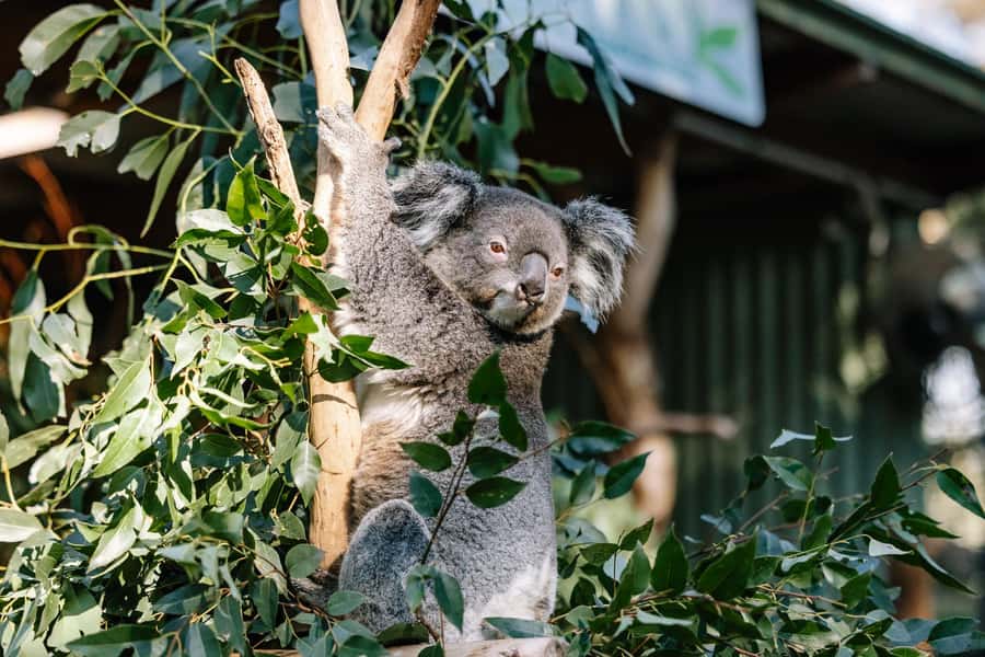 Sydney: Blue Mountains Scenic World, Wildlife Park and Lunch - What the $197 price includes