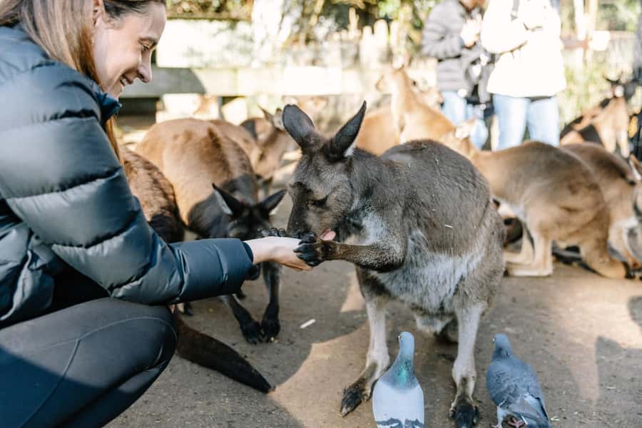 Sydney: Blue Mountains Scenic World, Wildlife Park and Lunch - Lincoln’s Rock and the first mountain views