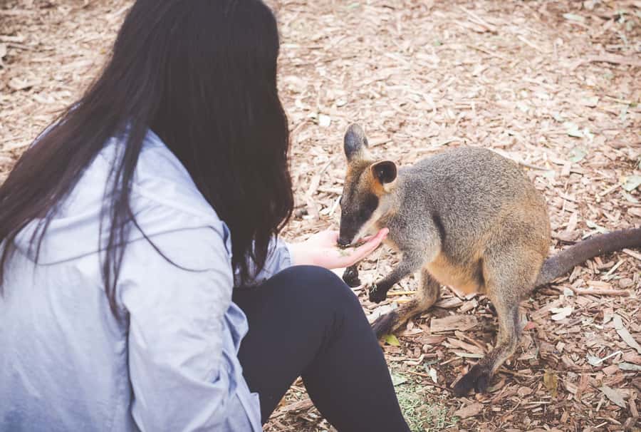 Sydney: Blue Mountains Wildlife & Bushwalk Small-Group Tour - Key points to know before booking