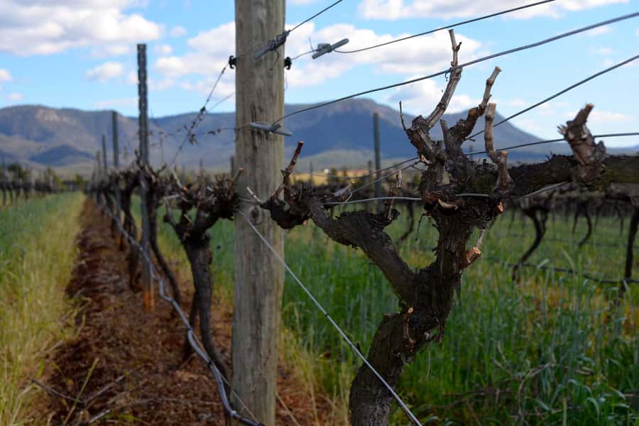 Sydney: Chef-Led Hunter Valley Food & Wine Tour - Who will enjoy this day most?
