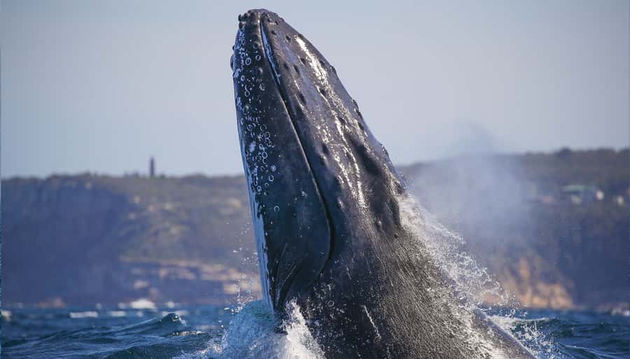 Sydney: Discovery Whale Watching Tour by Catamaran - A Fast Start from Darling Harbour
