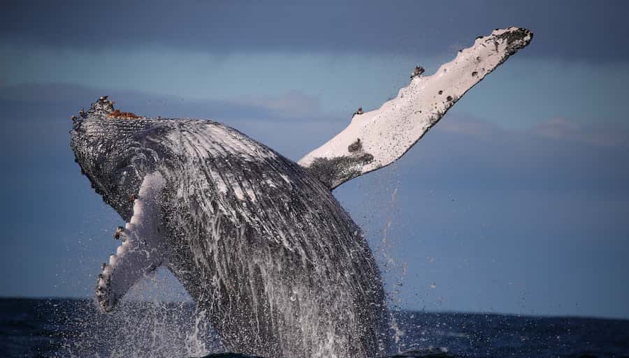 Sydney: Discovery Whale Watching Tour by Catamaran - Whale Sightings: What You Might Actually See