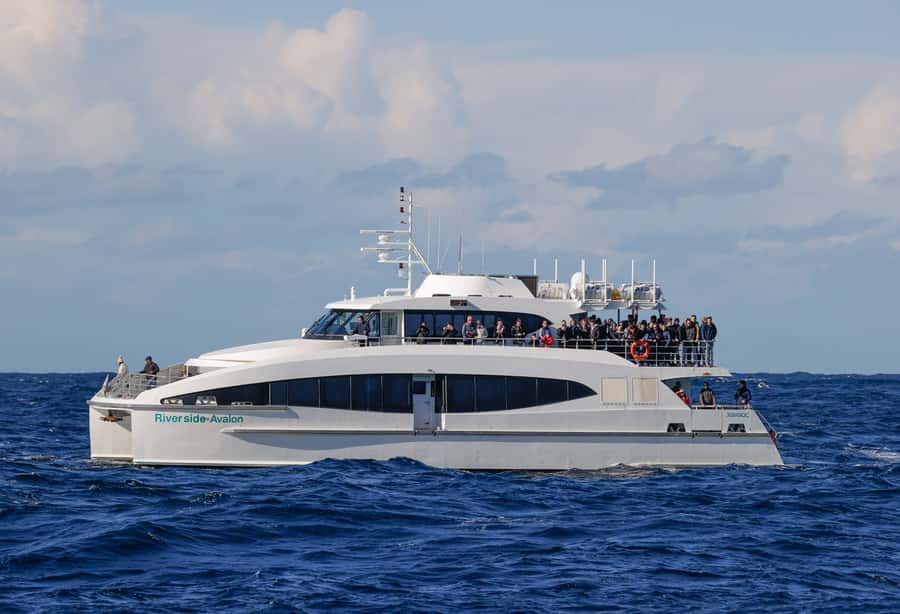 Sydney: Discovery Whale Watching Tour by Catamaran - Fantasea Avalon and the Best Viewing Position