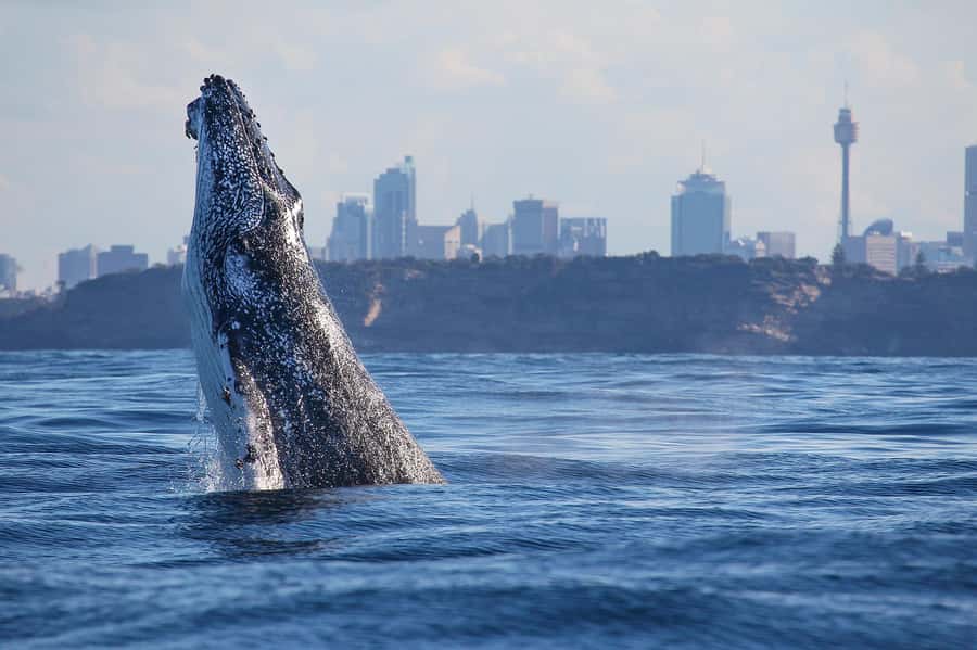 Sydney: Discovery Whale Watching Tour by Catamaran - What the 150-Minute Itinerary Feels Like