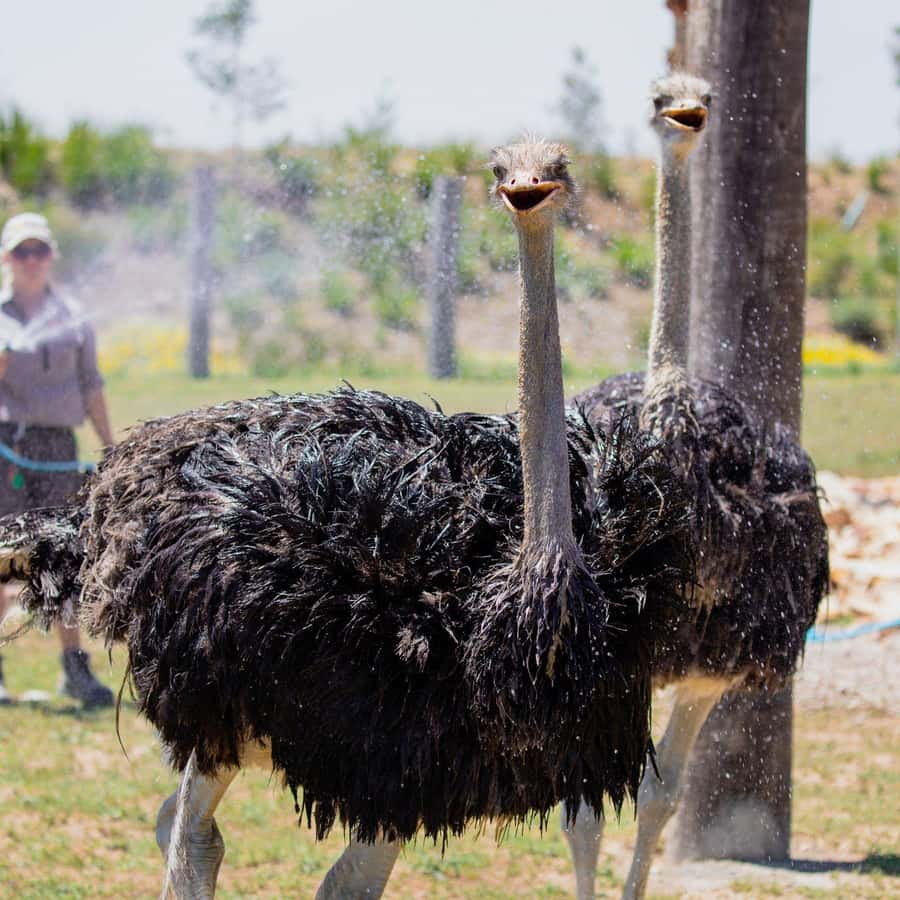 Sydney: Featherdale Wildlife Park Private Tour - Key points to know before booking