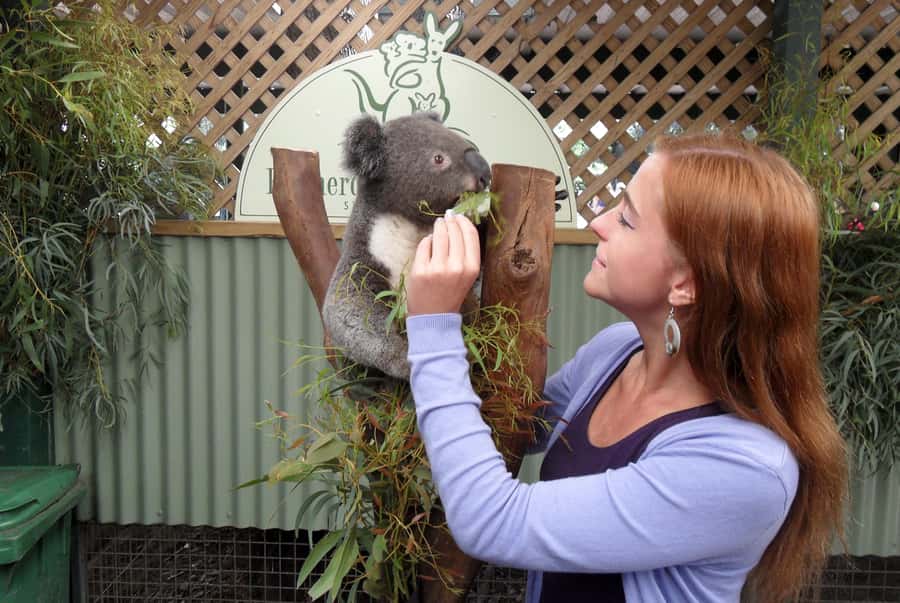 Sydney: Featherdale Wildlife Park Private Tour - What two hours inside Featherdale feels like