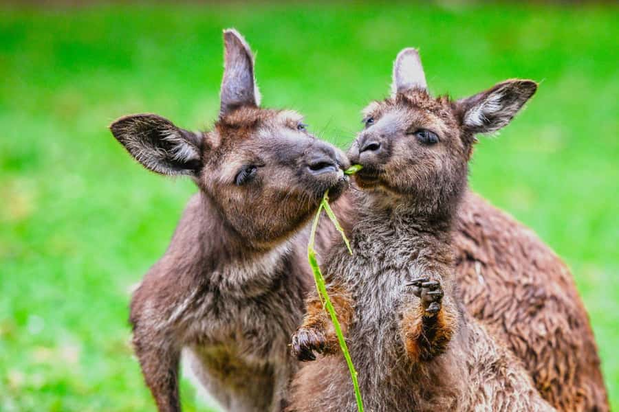 Sydney: Featherdale Wildlife Park Private Tour - Kangaroos, wallabies, and the close-contact appeal