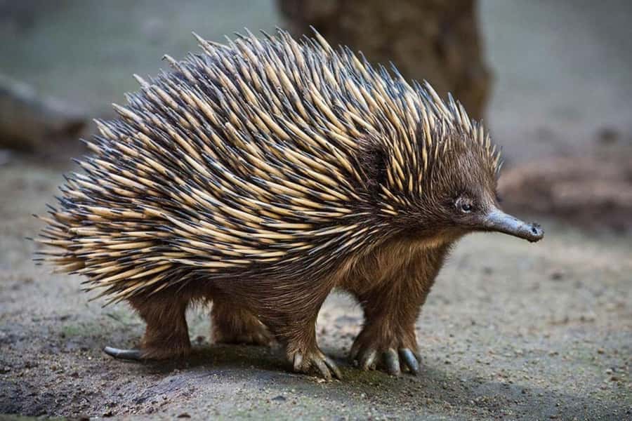Sydney: Featherdale Wildlife Park Private Tour - What the private tour really includes