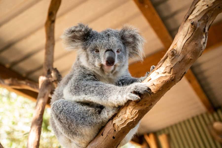 Sydney: Featherdale Wildlife Park Private Tour - Is $211 per person fair value?