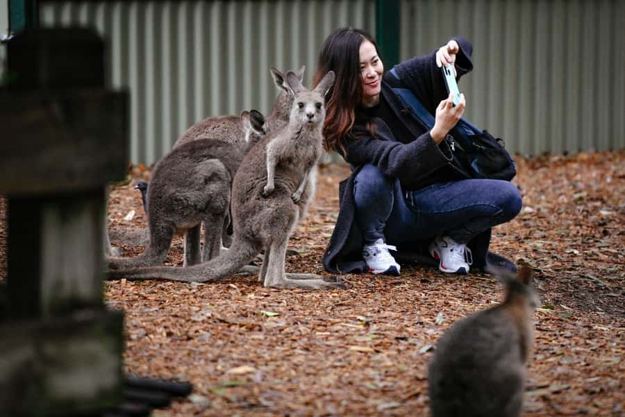 Sydney: Featherdale Wildlife Park Private Tour - Who should book this Featherdale outing?