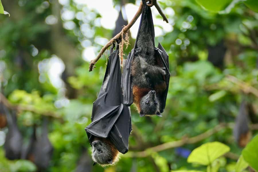 Sydney: Flying Fox Tour, Australia's Largest Bats - Key points to know before you book