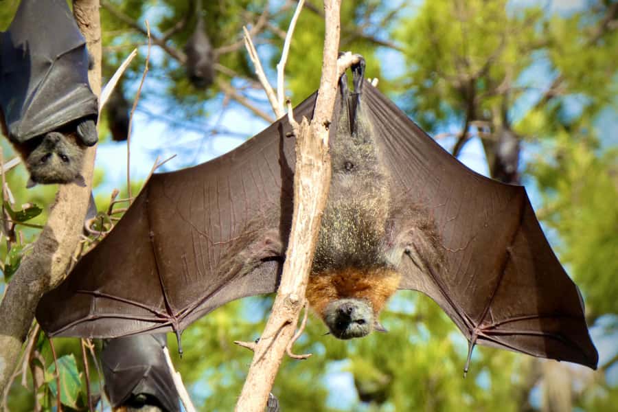 Sydney: Flying Fox Tour, Australia's Largest Bats - Booking details that matter