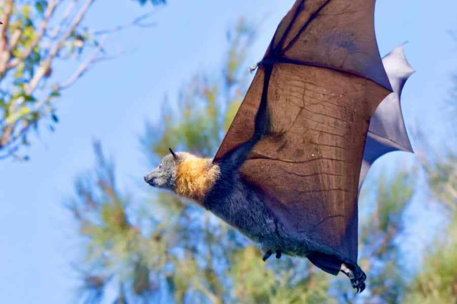 Sydney: Flying Fox Tour, Australia's Largest Bats - Meeting your guide near Circular Quay