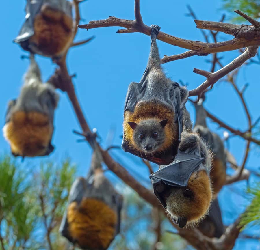 Sydney: Flying Fox Tour, Australia's Largest Bats - Meeting a thousand flying foxes in the trees
