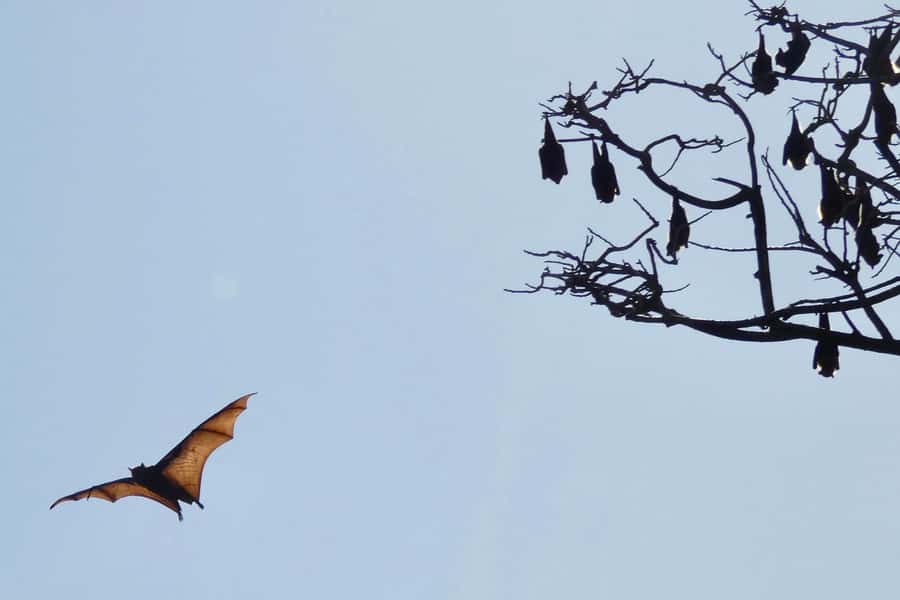 Sydney: Flying Fox Tour, Australia's Largest Bats - What the return ride adds