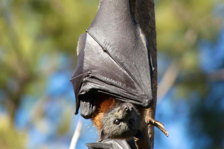 Sydney: Flying Fox Tour, Australia's Largest Bats - Snacks, water, and practical comfort