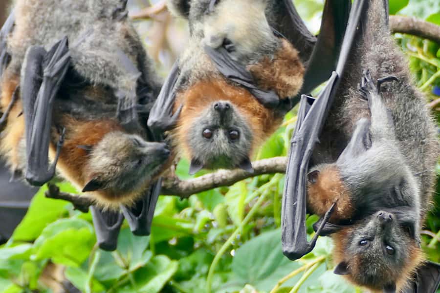 Sydney: Flying Fox Tour, Australia's Largest Bats - Who will enjoy this most?