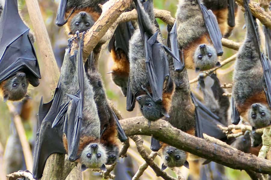 Sydney: Flying Fox Tour, Australia's Largest Bats - The 25-minute ride out of the city