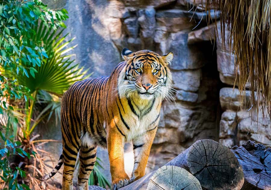 Sydney: Hop-on Hop-off Harbour Cruise with Commentary - Taronga Zoo makes the pass valuable for families
