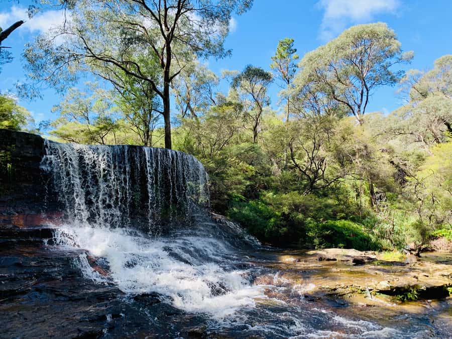 Sydney: Luxury Blue Mountains Adventure with Wentworth Falls - Featherdale Wildlife Park, a strong first stop