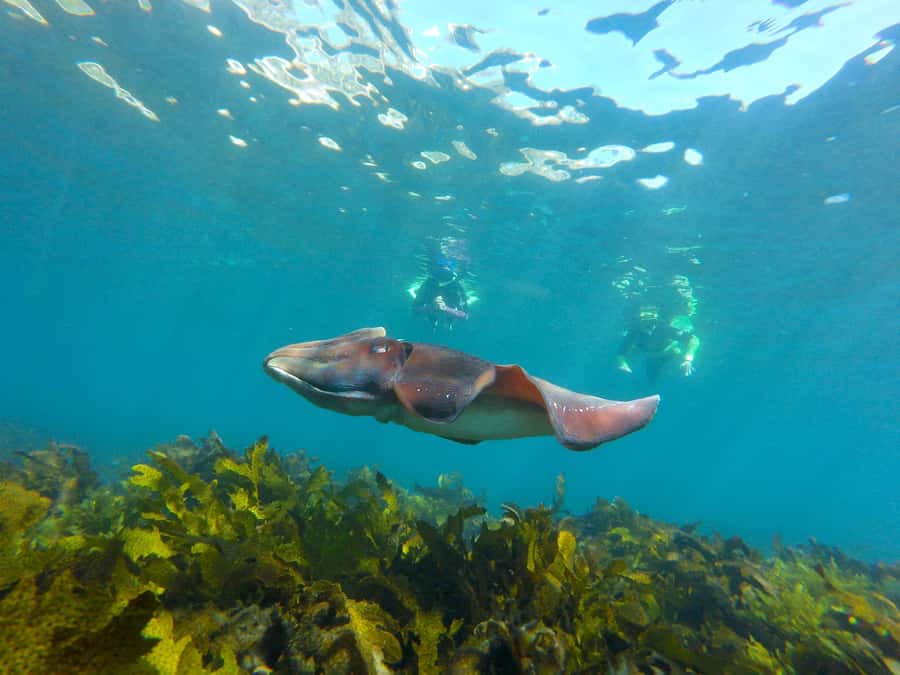 Sydney: Manly and Shelly Beach Snorkeling Tour - Starting beside the Boat House Cafe