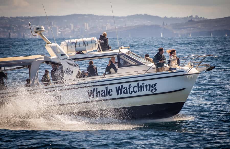 Sydney: Ocean Whale Watching Experience - Key points to know before you book