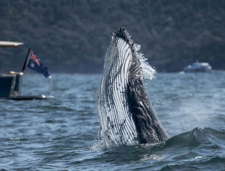 Sydney: Ocean Whale Watching Experience - From King Street Wharf to the open Pacific