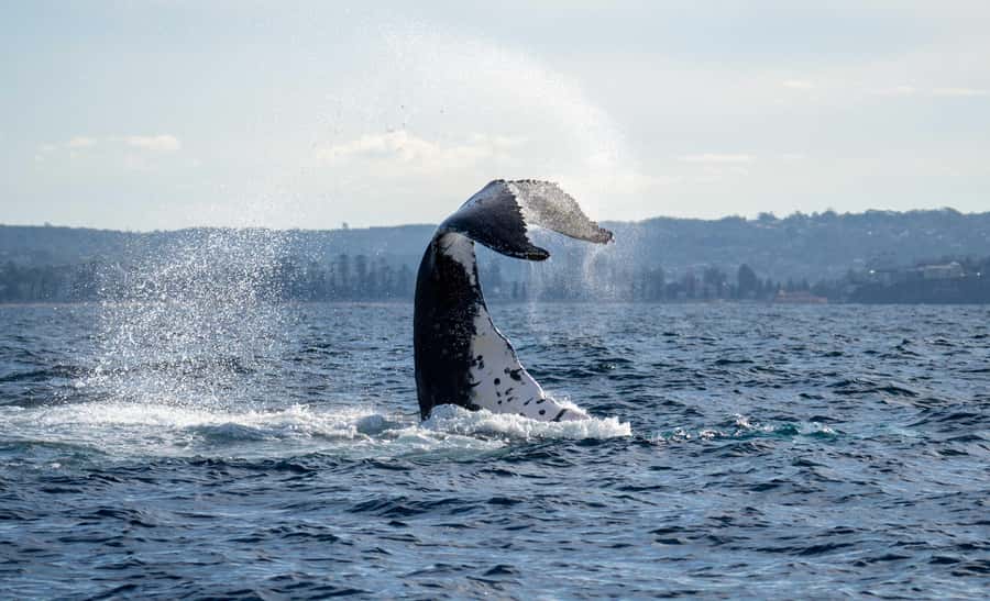 Sydney: Ocean Whale Watching Experience - Why the 30-person format changes the experience