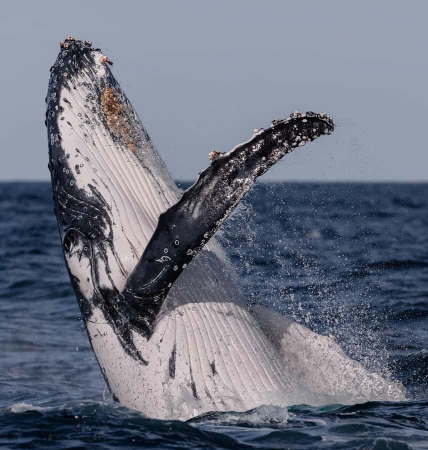Sydney: Ocean Whale Watching Experience - Commentary from marine guides and crew