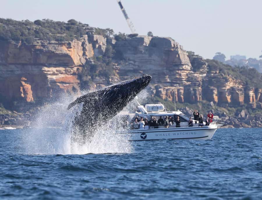 Sydney: Ocean Whale Watching Experience - What the ride feels like in different conditions
